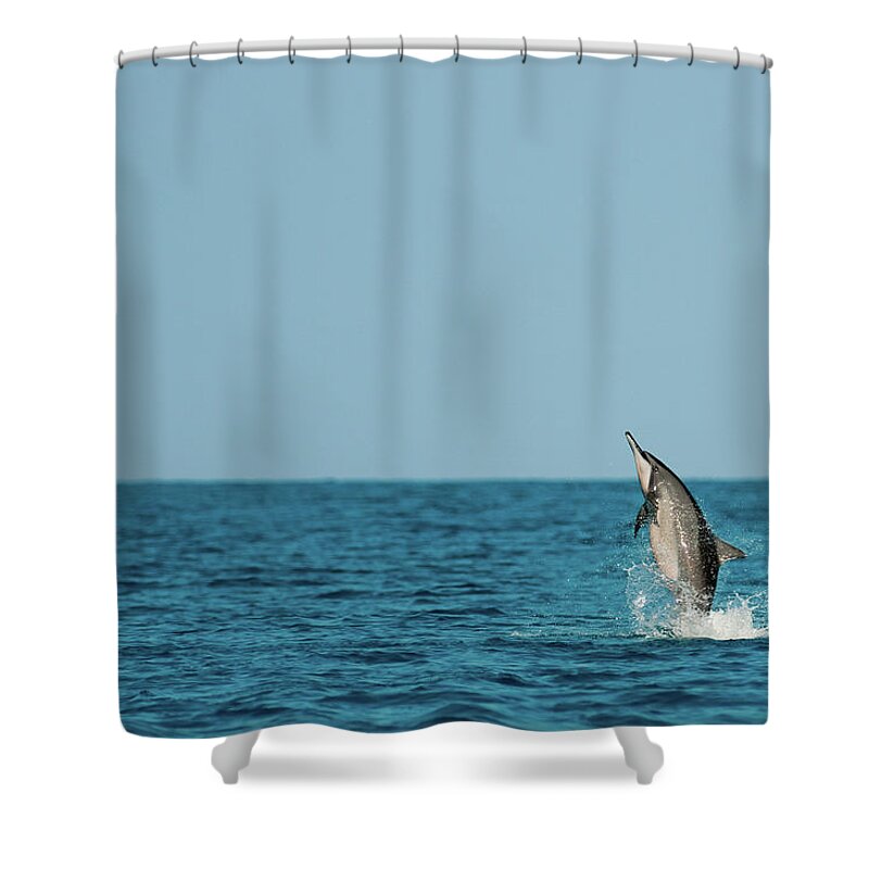 Animal Themes Shower Curtain featuring the photograph Spinner Dolphin by Alex Martin Ros