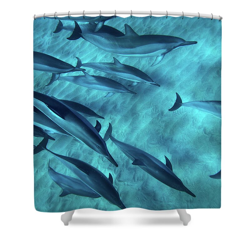 Underwater Shower Curtain featuring the photograph Spinner Dolphins by M Swiet Productions