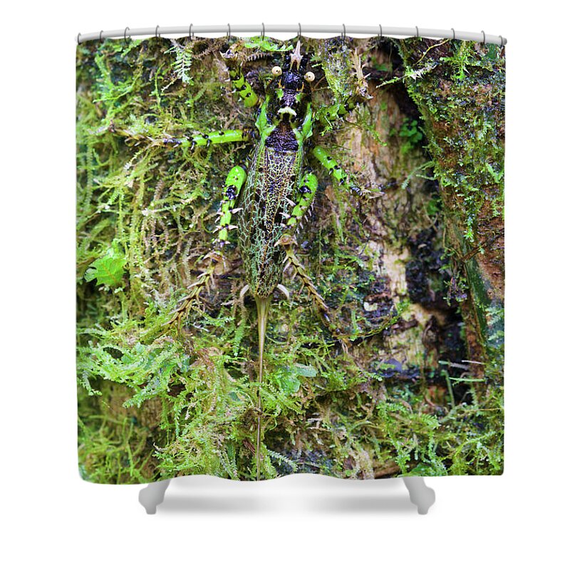 Disk1250 Shower Curtain featuring the photograph Spiny David Katydid Camouflaged by James Christensen