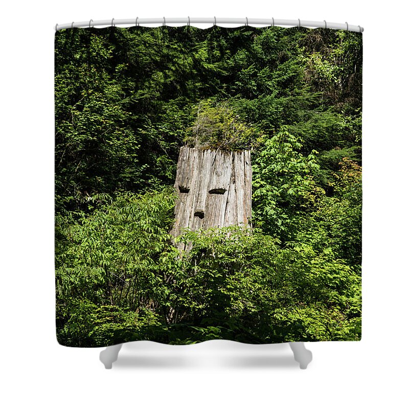 Spirit Of The Forest Shower Curtain featuring the photograph Spirit of the Forest by Tom Cochran
