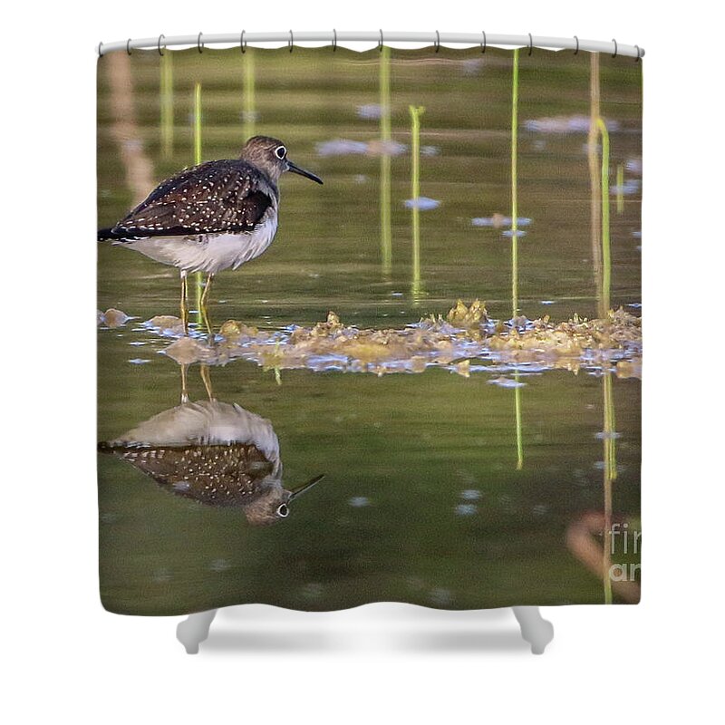 Sandpiper Shower Curtain featuring the photograph Spotted Sandpiper Reflection by Tom Claud