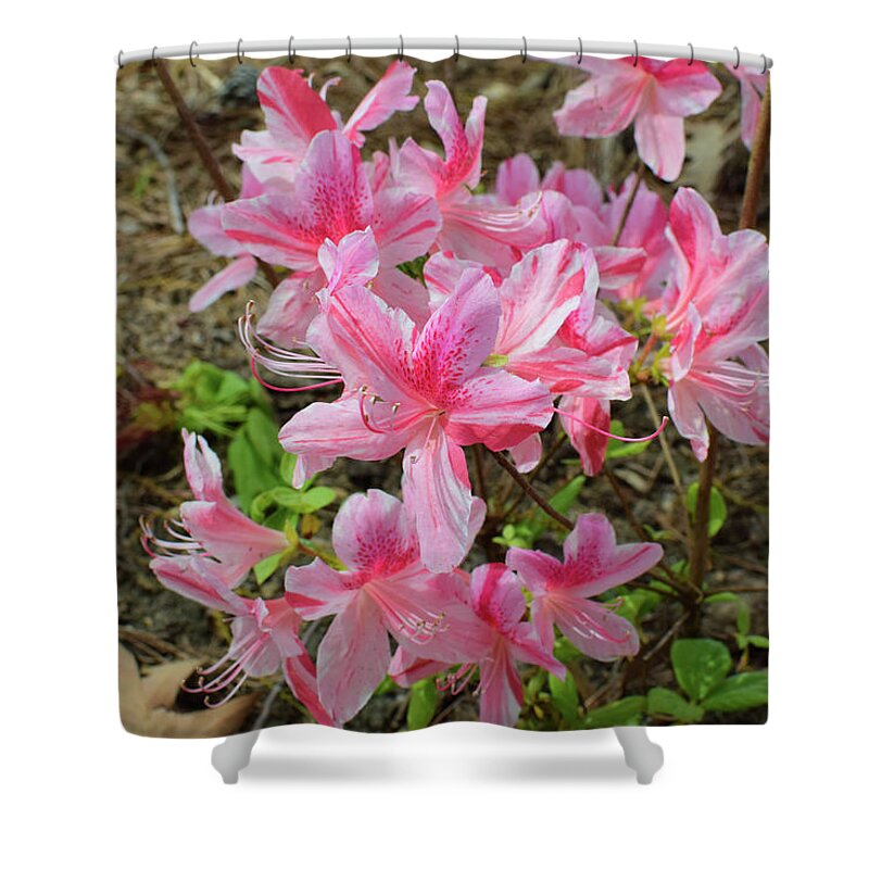Azalea Shower Curtain featuring the photograph Spring Azaleas in Pink by Nicole Lloyd