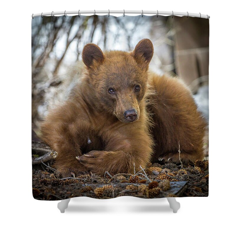 Bear Shower Curtain featuring the photograph Spring Bloom by Kevin Dietrich