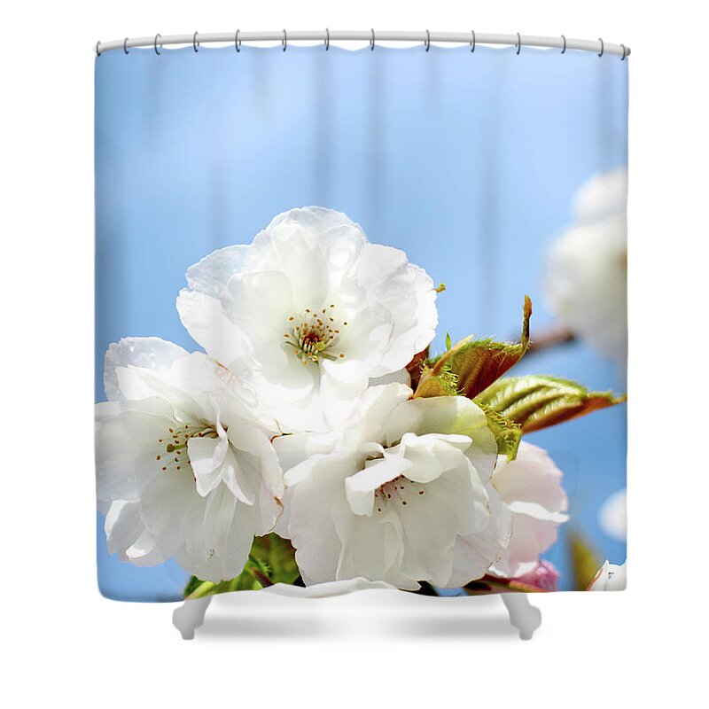 Kent Shower Curtain featuring the photograph Spring Blossom by © S.musgrove