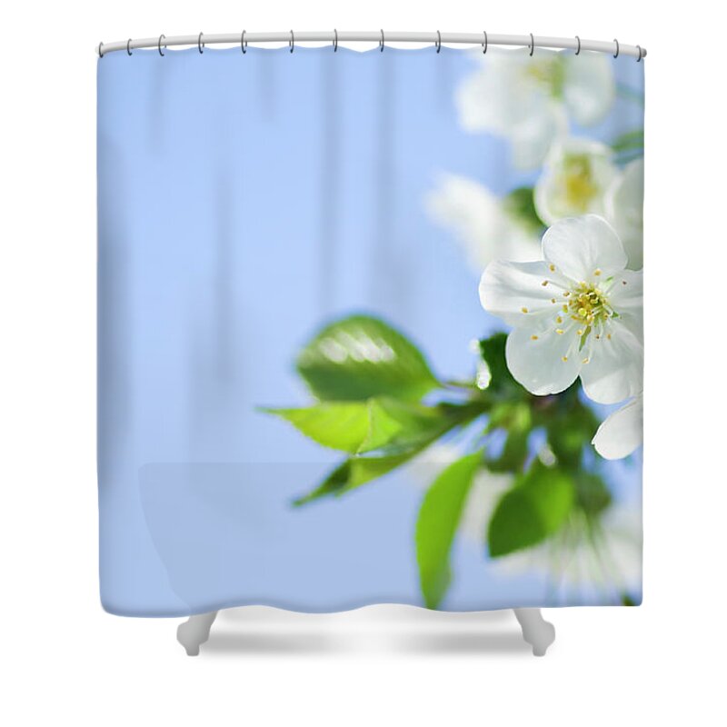 Clear Sky Shower Curtain featuring the photograph Spring Blossom by Lordrunar