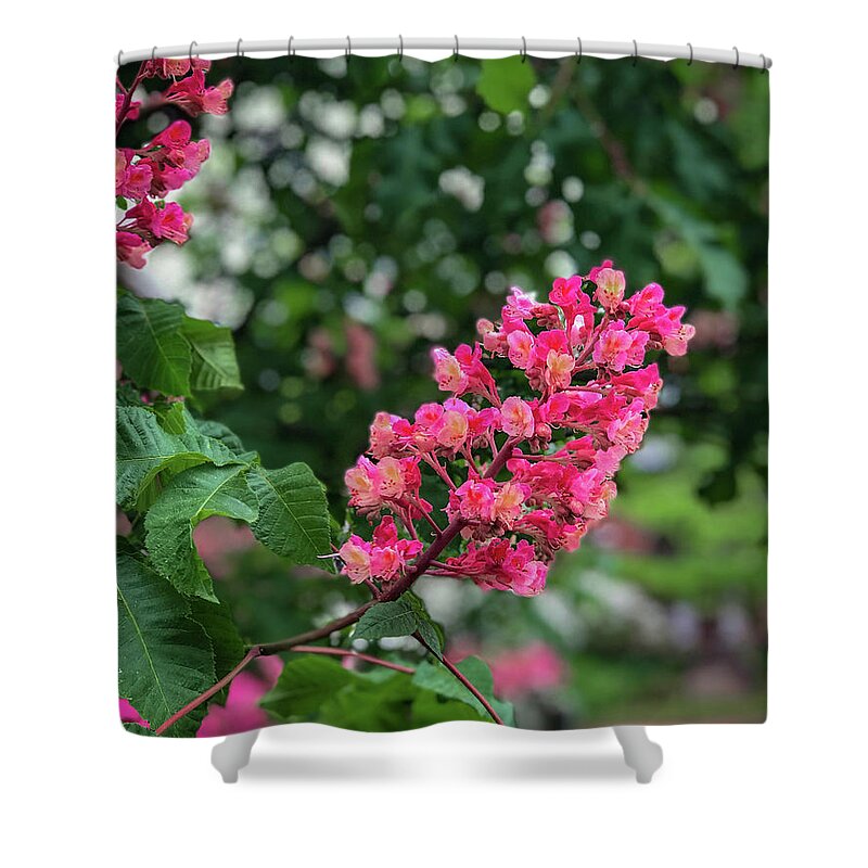 Pink Shower Curtain featuring the photograph Spring Blossoms by Lora J Wilson