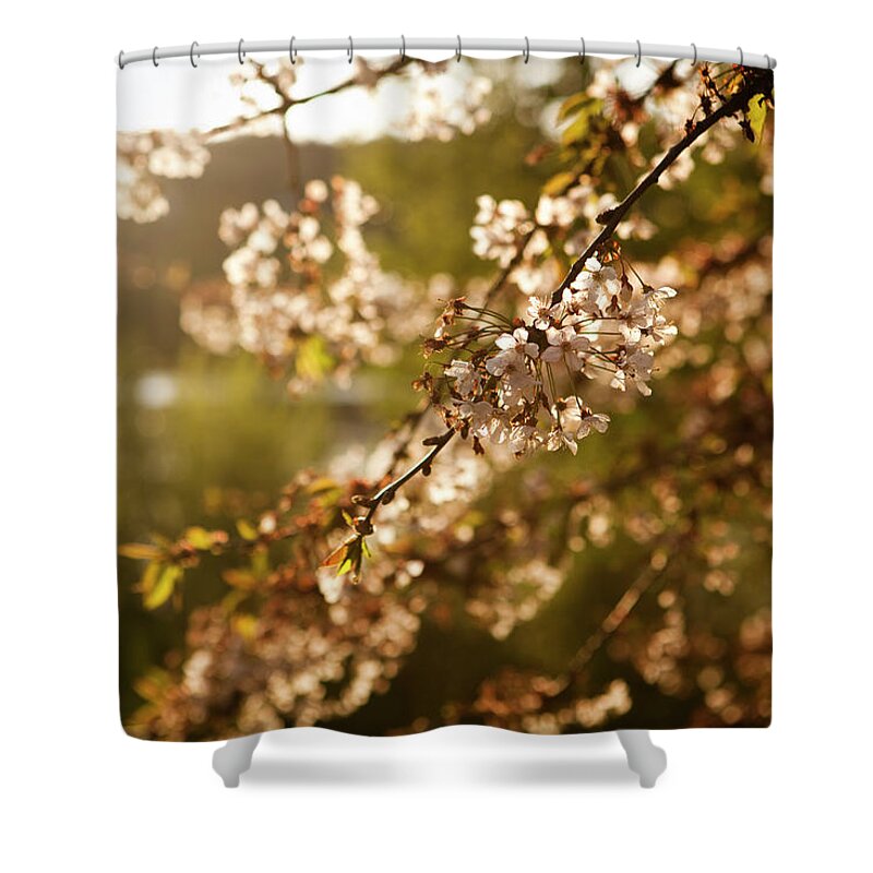 Bud Shower Curtain featuring the photograph Spring Blossoms by Timnewman