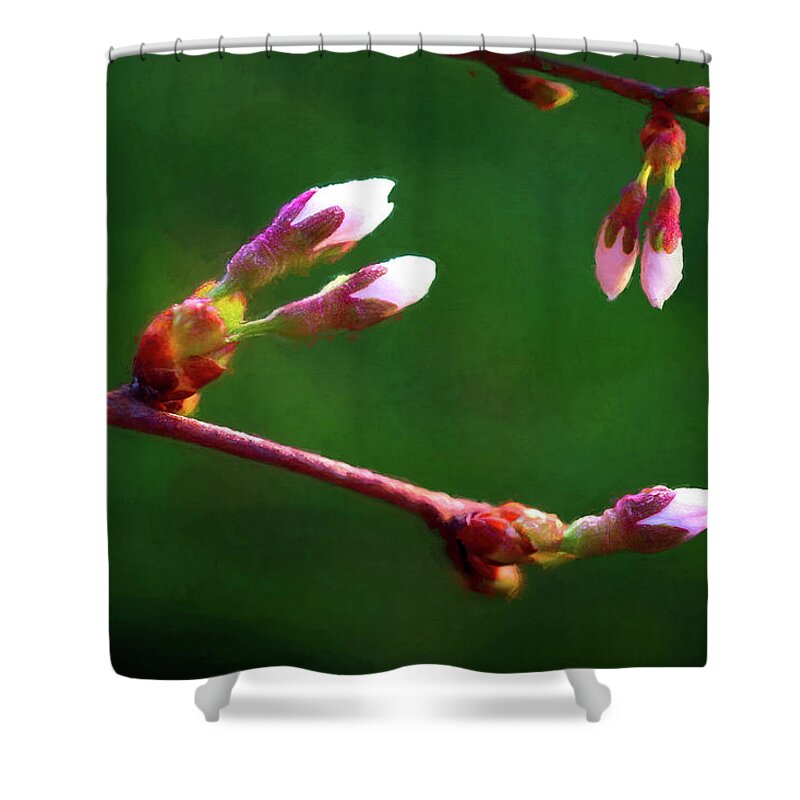 Tree Shower Curtain featuring the photograph Spring Buds - Weeping Cherry Tree by Tom Mc Nemar
