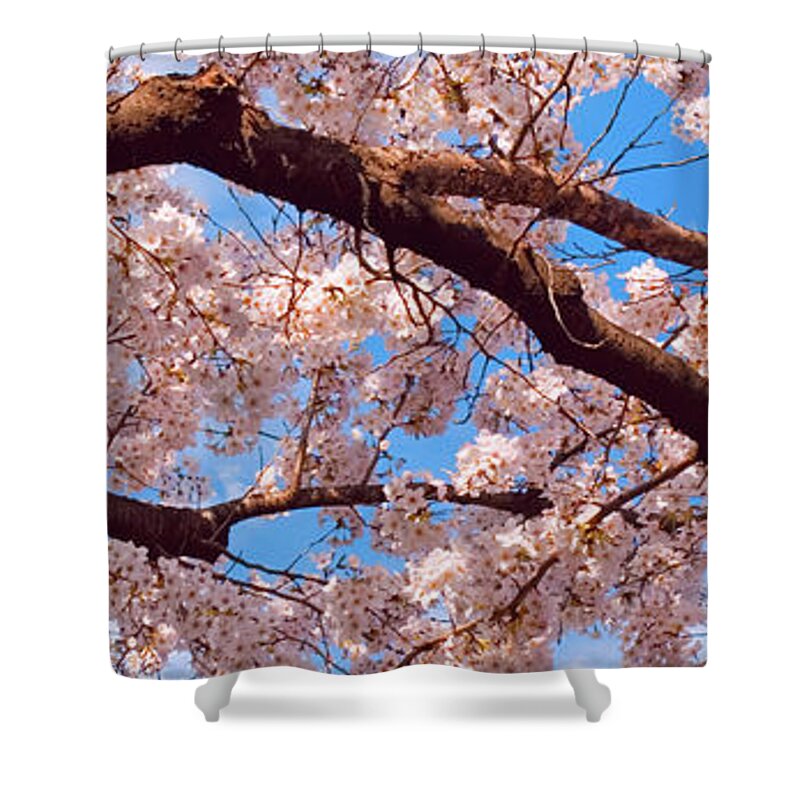 Panoramic Shower Curtain featuring the photograph Spring Cherry Blossom by Tom Bonaventure