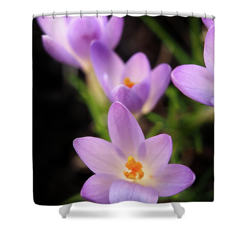 Color Shower Curtain featuring the photograph Spring Crocus Flowers 8 by Dorothy Lee