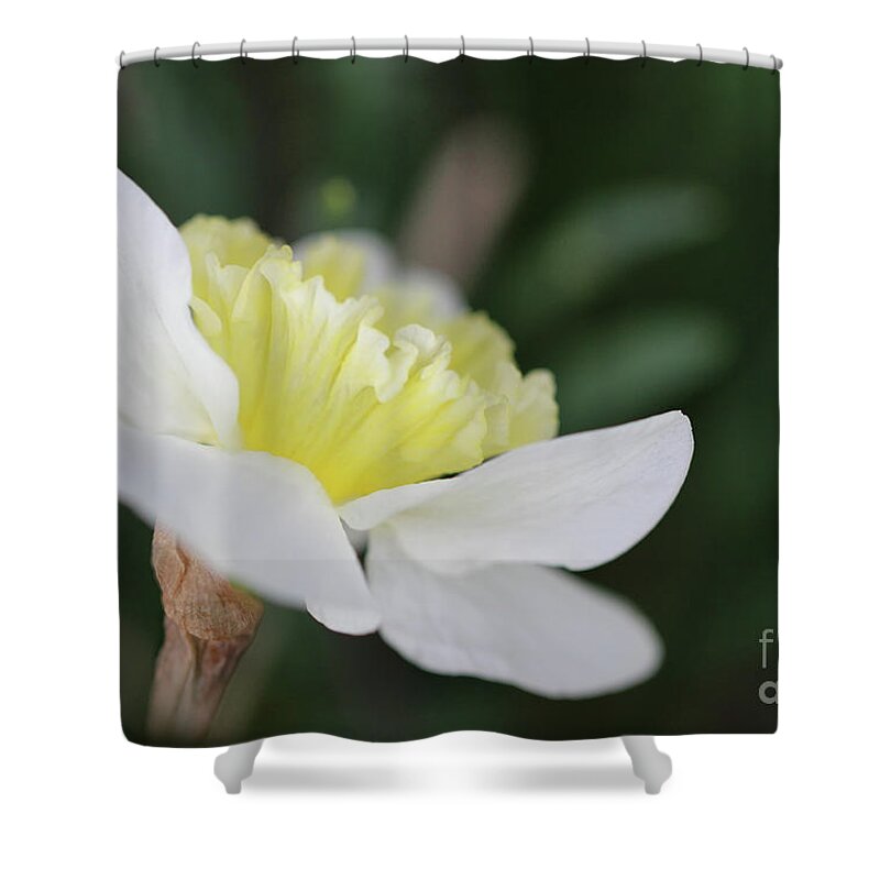 Daffodil Shower Curtain featuring the photograph Spring Sing by Karen Adams