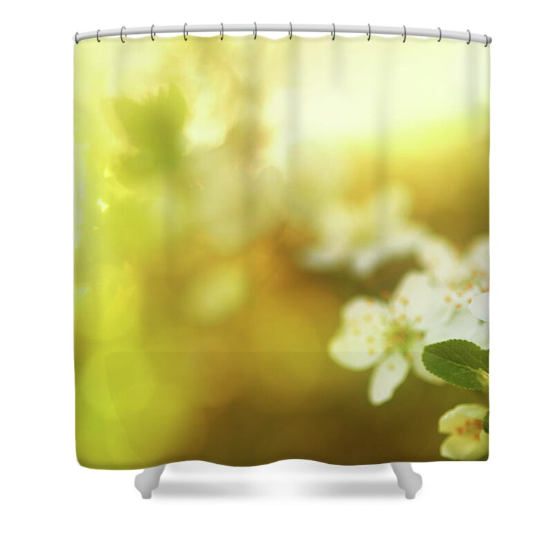Outdoors Shower Curtain featuring the photograph Spring Sunset With Cherrry Blossom by Mammuth