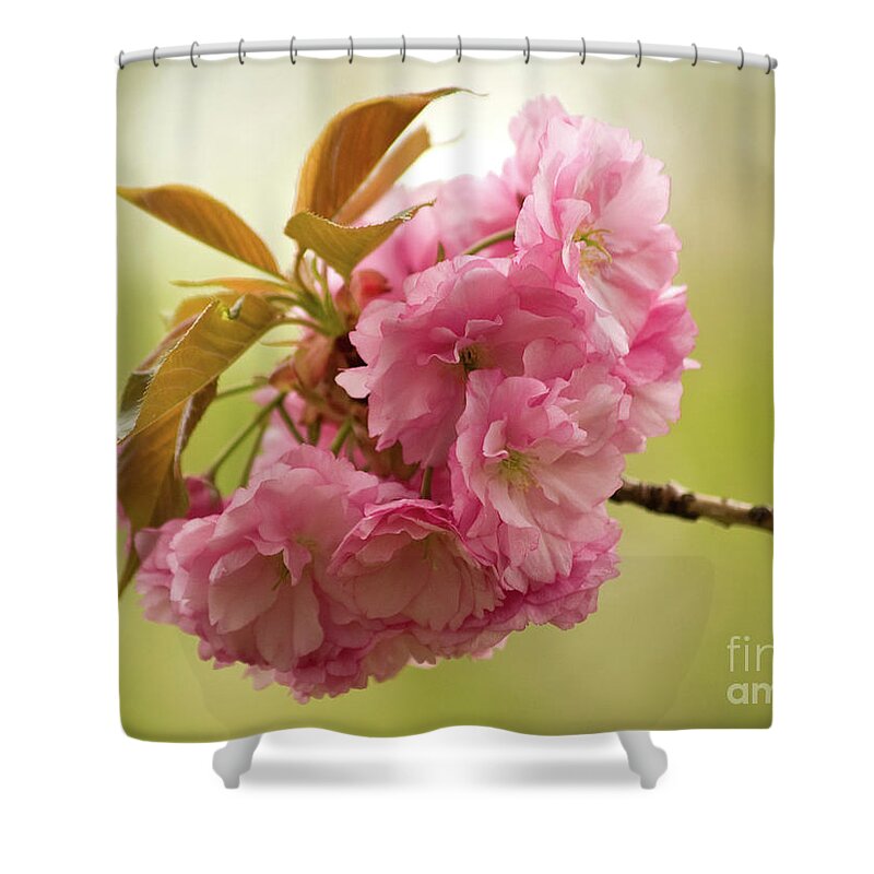Central Park Shower Curtain featuring the photograph Springtime Blossoms In Central Park 3 by Dorothy Lee