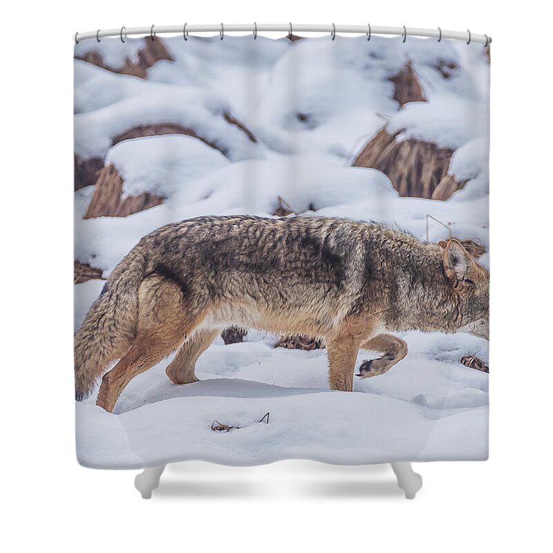 Yosemte National Park Shower Curtain featuring the photograph Stalking by Bill Roberts