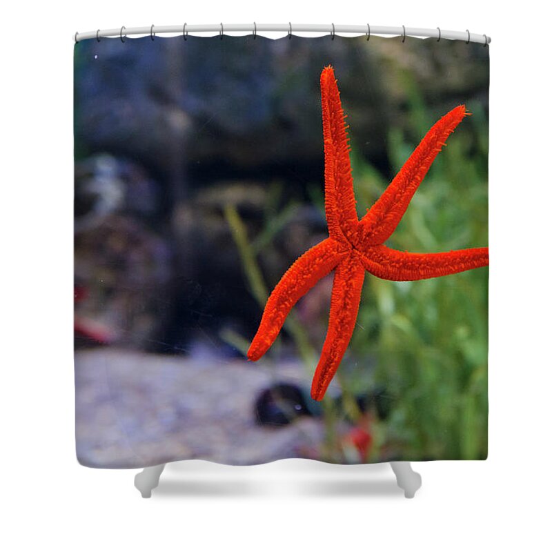 Underwater Shower Curtain featuring the photograph Starfish by Albano Photography