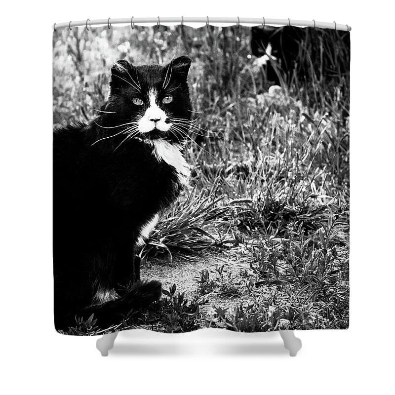 Feral Cat Photo Shower Curtain featuring the photograph Stash Stalking the Amazing Mr. Tom by Sandra Dalton