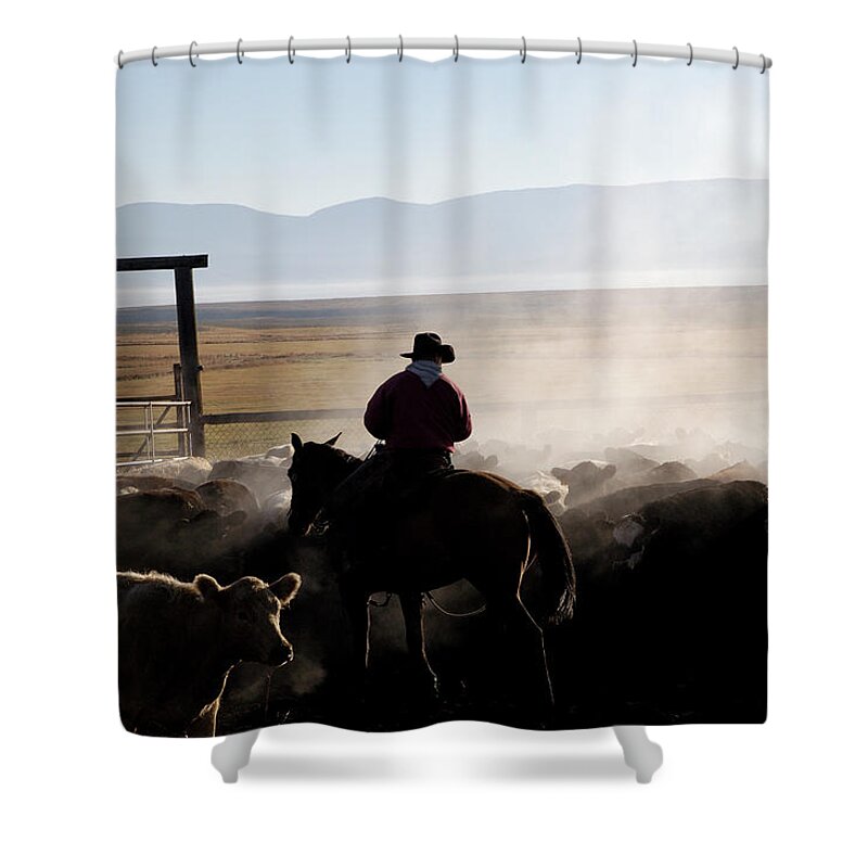 Horse Shower Curtain featuring the photograph Steaming Cattle by Cgbaldauf