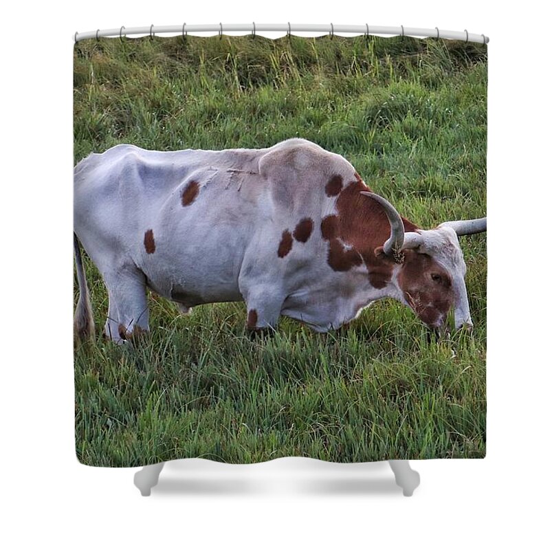 Steer Shower Curtain featuring the photograph Steer by Susan Jensen