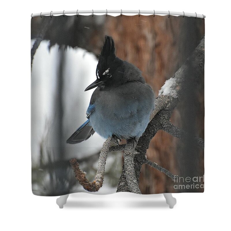 Stellar's Jay Shower Curtain featuring the photograph Stellar's Jay in Pine by Dorrene BrownButterfield