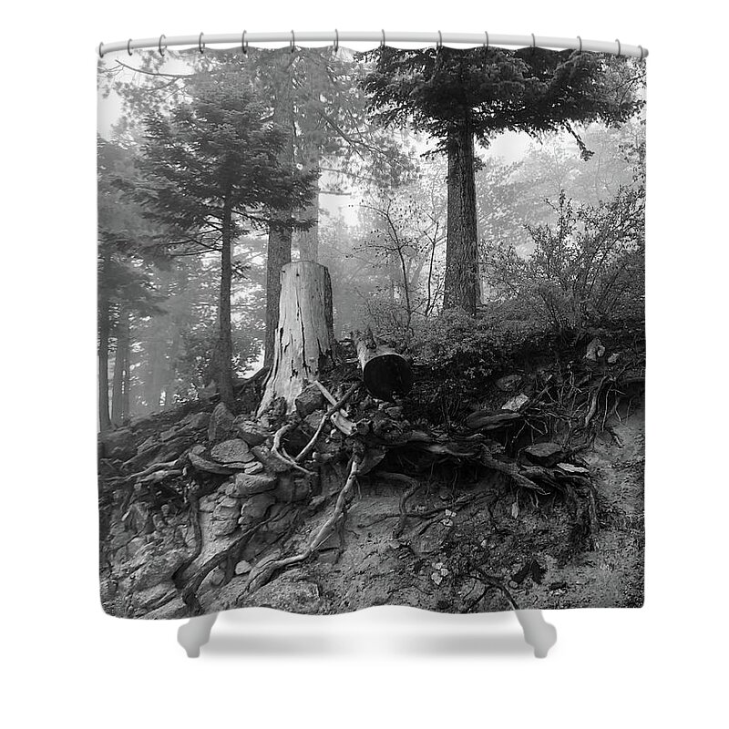 Tree Shower Curtain featuring the photograph Still standing by Jeremy McKay