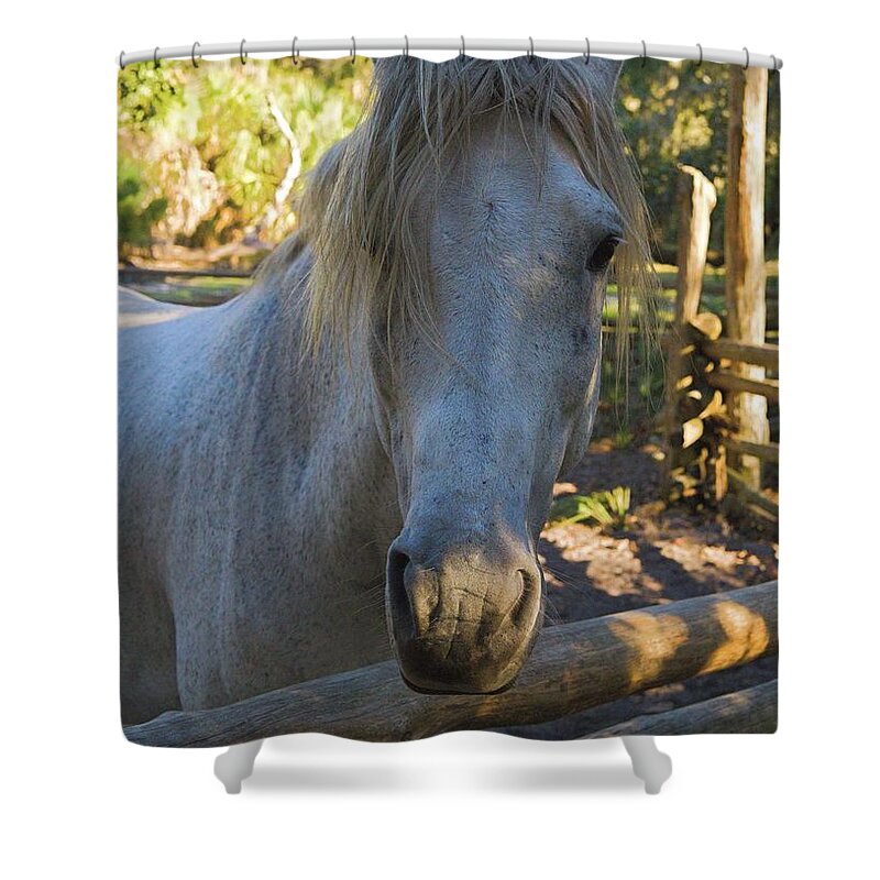 Horse Shower Curtain featuring the photograph Still Waiting for a Cowboy by T Lynn Dodsworth