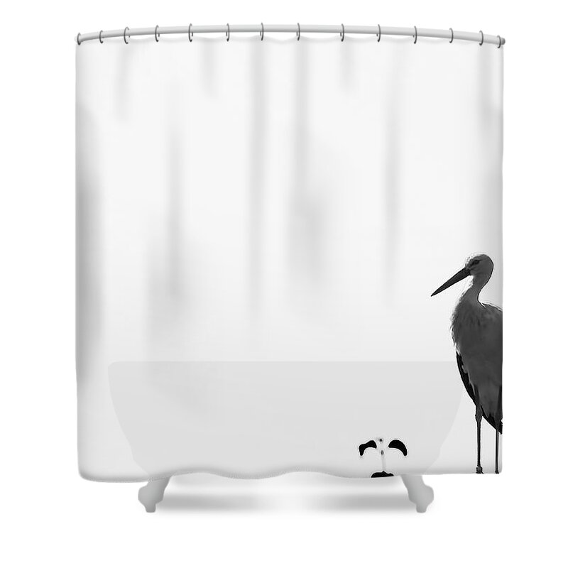 White Background Shower Curtain featuring the photograph Stork by Pvicens