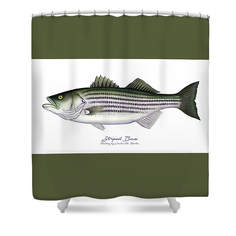 Striped Bass Art Shower Curtain featuring the painting Striped Bass by Charles Harden