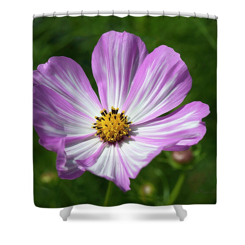 Beautiful Photos Shower Curtain featuring the photograph Striped Cosmos 1 by Roger Snyder