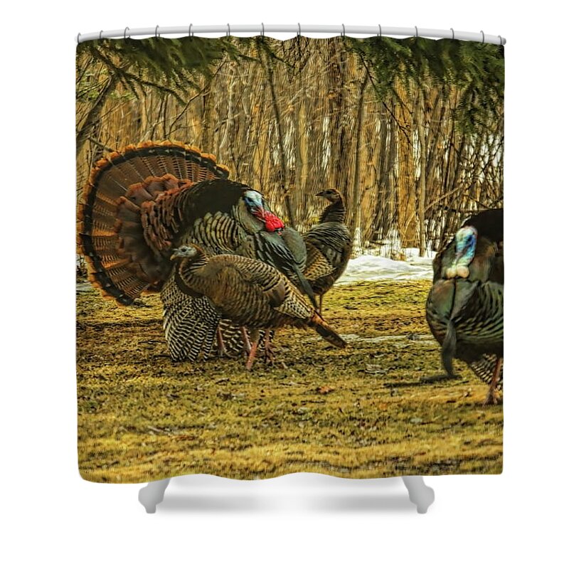 Wild Turkey Shower Curtain featuring the photograph Strutters And Hens by Dale Kauzlaric