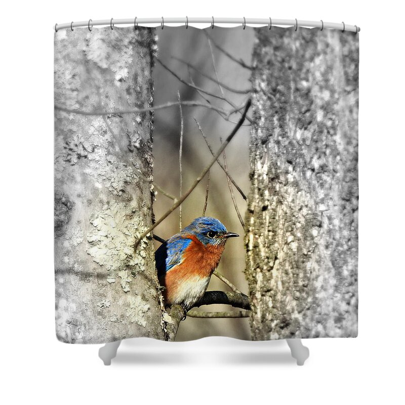 Stuck In The Middle With Blue Shower Curtain featuring the photograph Stuck in the Middle with Blue by Dark Whimsy