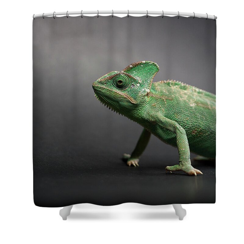 Animal Themes Shower Curtain featuring the photograph Studio Shot Of Chameleon by Sarune Zurba