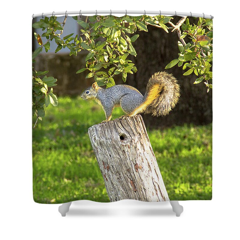  Squirrel Shower Curtain featuring the photograph Stumped Squirrel by Amy Sorvillo