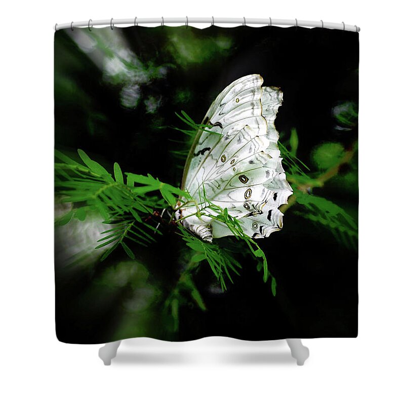 Butterfly Shower Curtain featuring the photograph Summer Azure Butterfly by Elaine Manley