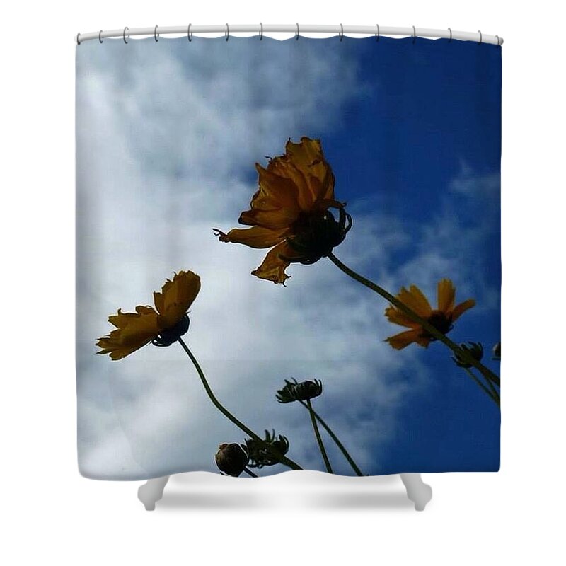 Flowers Shower Curtain featuring the photograph Sun Salutation by Lisa Burbach