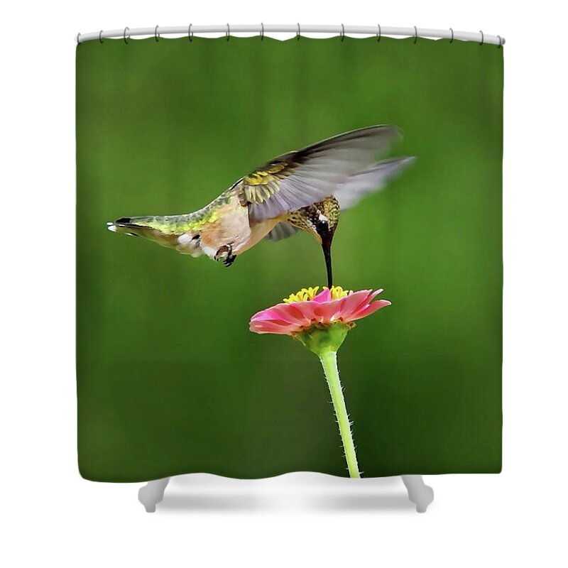 Hummingbird Shower Curtain featuring the photograph Sun Sweet by Christina Rollo