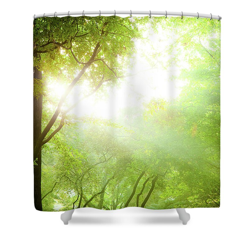 Environmental Conservation Shower Curtain featuring the photograph Sunbeam Coming Through Tree Branches by Pawel.gaul