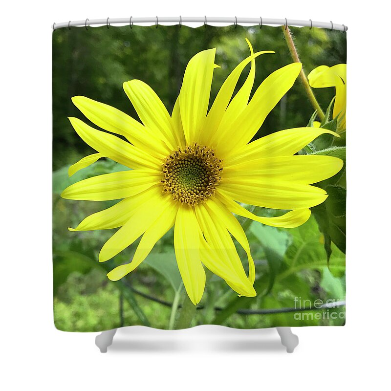 Sunflower Shower Curtain featuring the photograph Sunflower 21 by Amy E Fraser