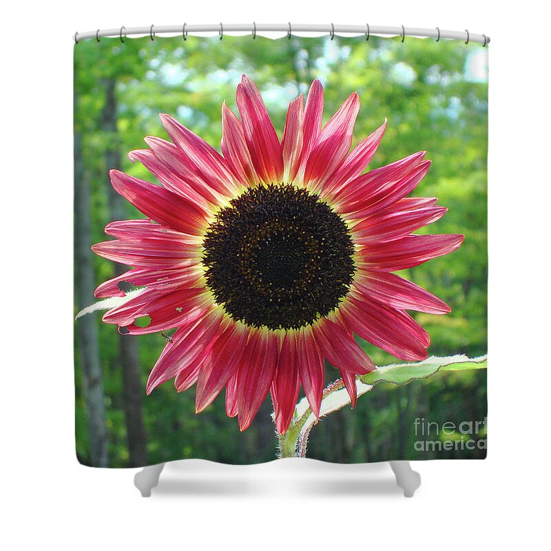 Sunflower Shower Curtain featuring the photograph Sunflower 26 by Amy E Fraser