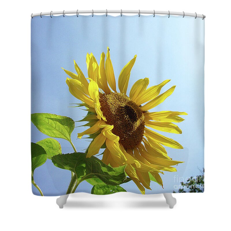Sunflower Shower Curtain featuring the photograph Sunflower 48 by Amy E Fraser