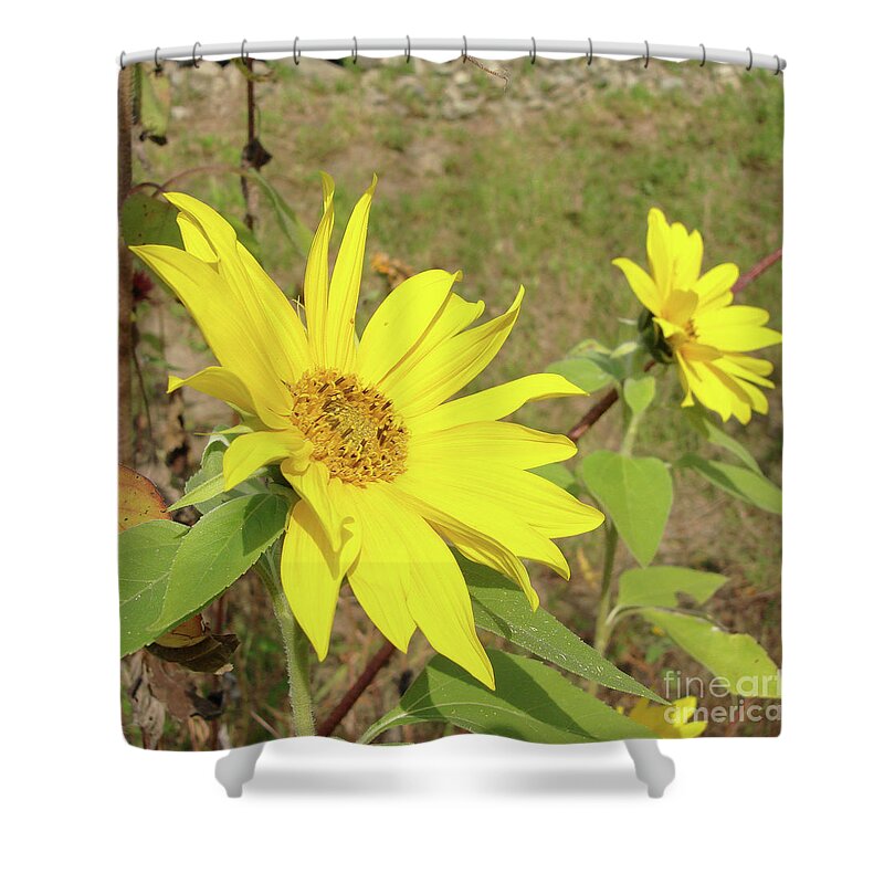 Sunflower Shower Curtain featuring the photograph Sunflower 58 by Amy E Fraser
