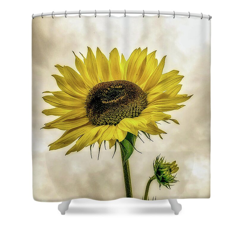 Sunflower Shower Curtain featuring the photograph Sunflower by Anamar Pictures