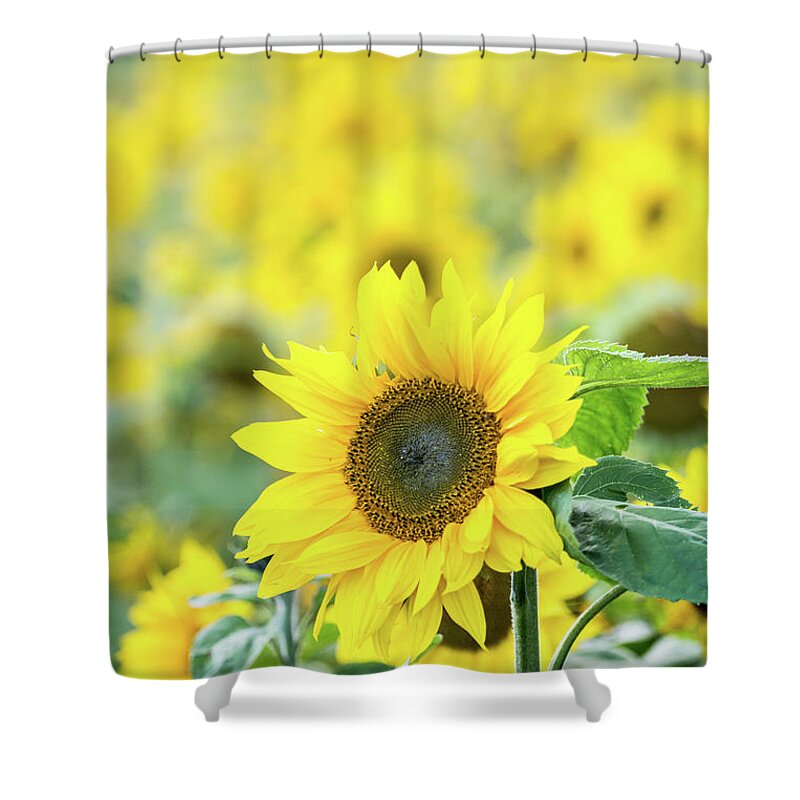 Sunflower Shower Curtain featuring the photograph Sunflower by Anita Nicholson