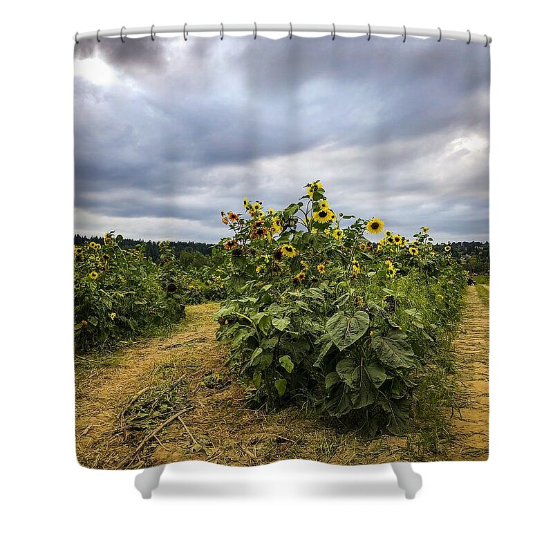 Flower Shower Curtain featuring the photograph Sunflower Farm by Anamar Pictures
