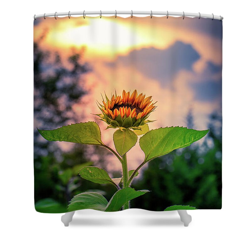 Sunflower Shower Curtain featuring the photograph Sunflower opening to the light by Allin Sorenson