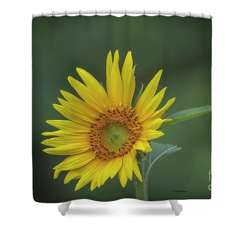 Sunflowers Shower Curtain featuring the photograph Sunflower Peaking and Visitor by DB Hayes