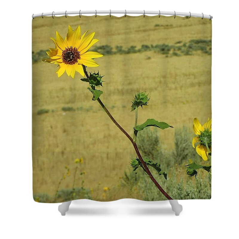 Sunflower Shower Curtain featuring the photograph Sunflower by Susan Jensen