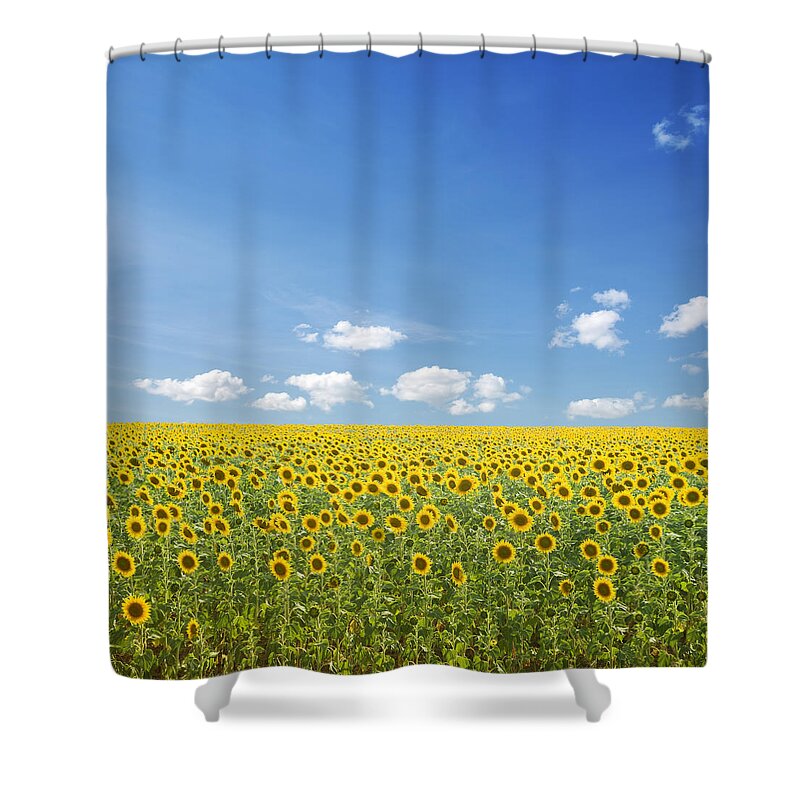 Environmental Conservation Shower Curtain featuring the photograph Sunflowers And Blue Sky by Kertlis