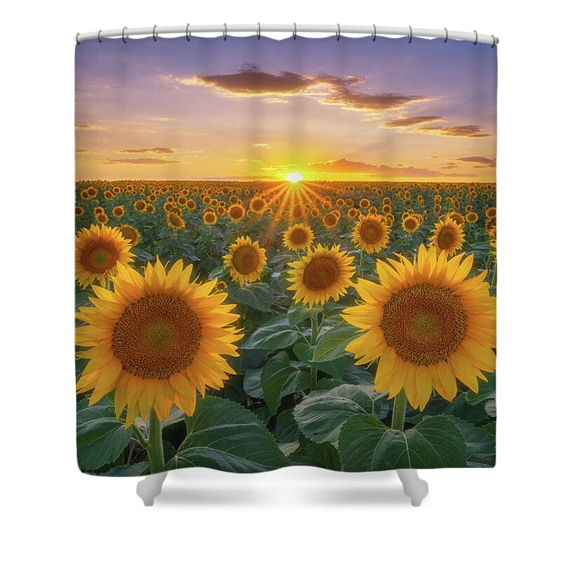 Sunflowers Shower Curtain featuring the photograph Sunflowers at Sunset by Darren White