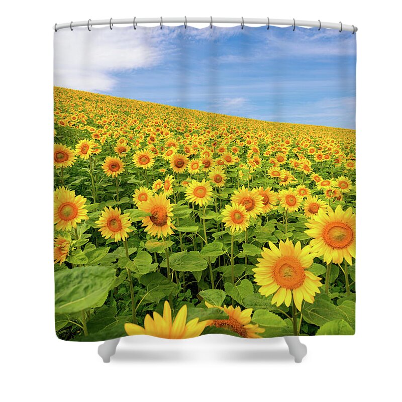 Hokkaido Shower Curtain featuring the photograph Sunflowers by Jason Arney