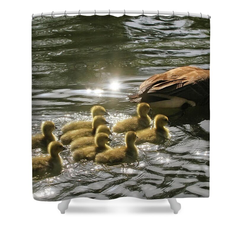 Canada Goose Shower Curtain featuring the photograph Sunlit Stroll by Donna Kennedy